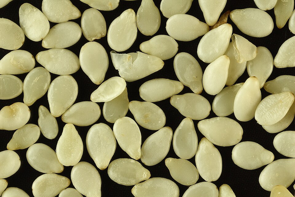 Oilseeds