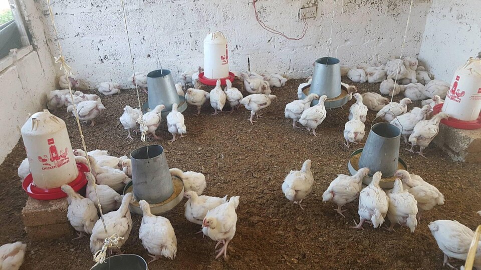 Poultry